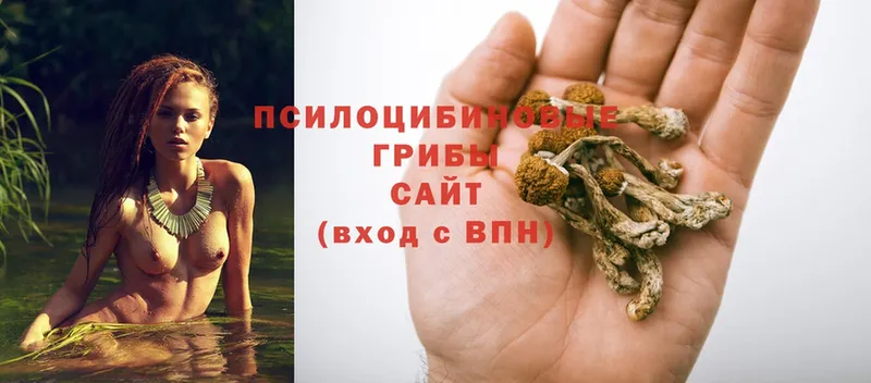 mega онион  купить  сайты  Ступино  Псилоцибиновые грибы Psilocybe 